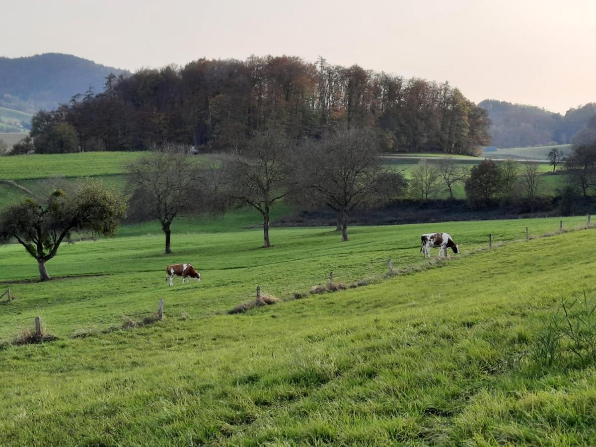 Ferienwohnung Odenwaldflair Reichelsheim ภายนอก รูปภาพ